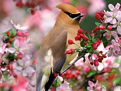 Cedar Waxwing